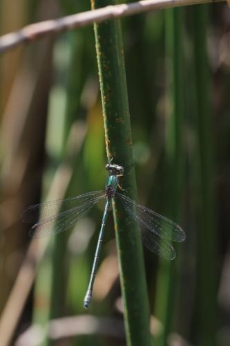 Lestes parvidens