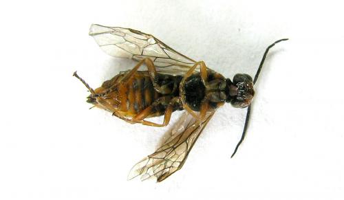 Euura viduata