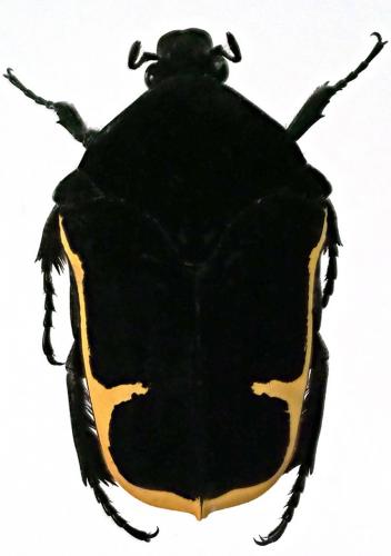 Gymnetis holosericea