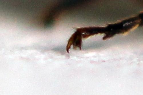 Euura clitellata