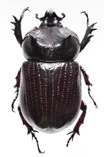 Ceratophileurus lemoulti