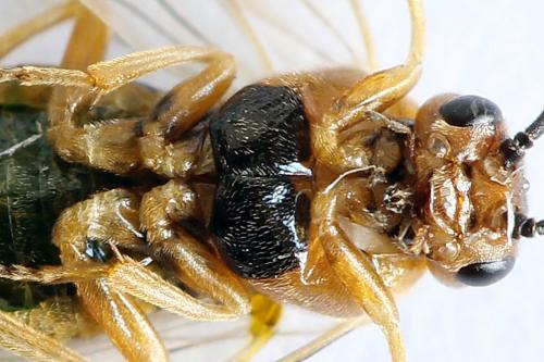 Euura clitellata