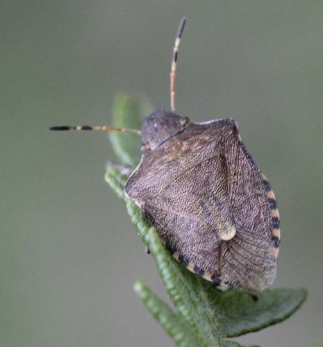 Réf. 189 743 : Peribalus strictus vernalis