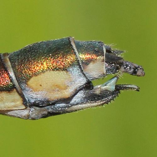 Lestes parvidens