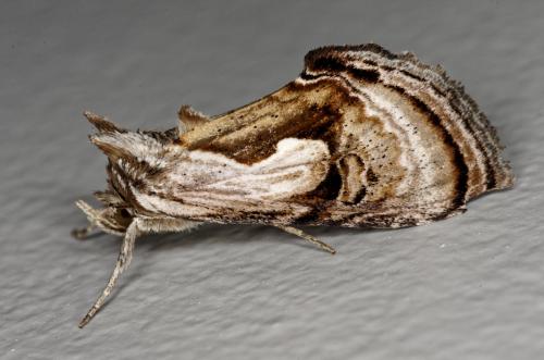 Chrysanympha formosa