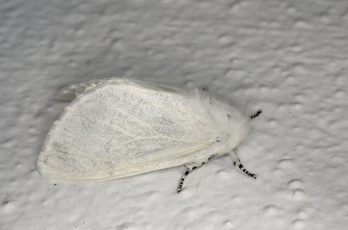 Leucoma salicis