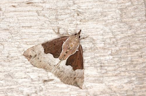 Réf. 189 502 : Hypena bijugalis