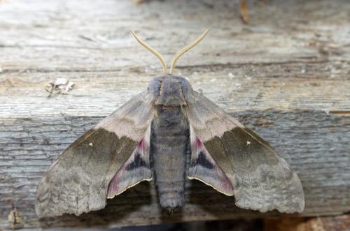 Pachysphinx modesta