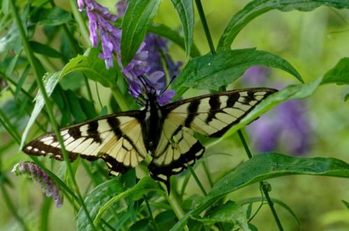 Papilio canadensis