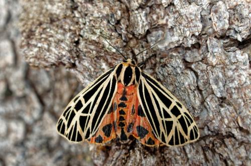 Réf. 189 409 : Grammia virgo