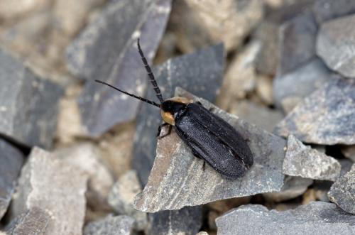Lucidota atra