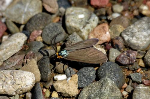Ctenucha virginica