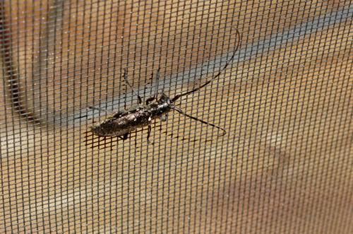 Monochamus scutellatus