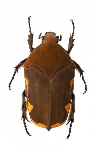 Hoplopyga marginesignata