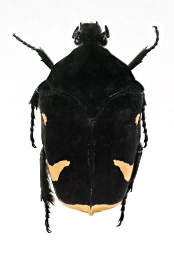 Gymnetis holosericea
