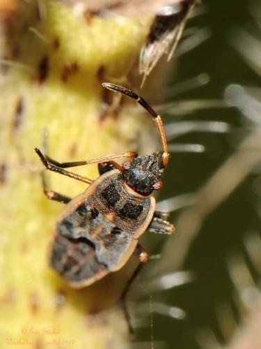 Graptopeltus lynceus