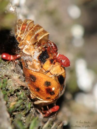 Réf. 189 219 : Oxycarenus lavaterae