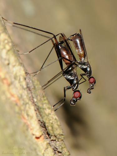 Rainieria calceata