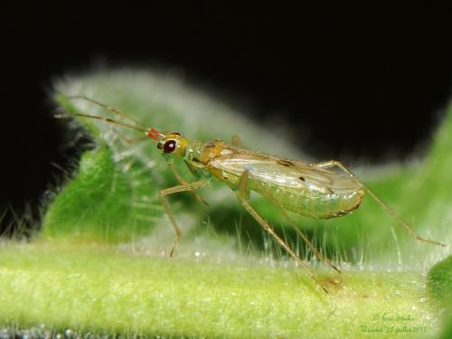 Dicyphus epilobii