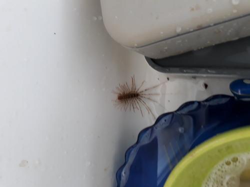 Réf. 189 269 : Scutigera coleoptrata
