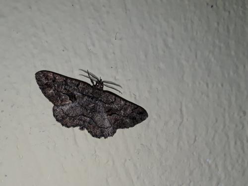 Réf. 189 527 : Peribatodes ilicaria