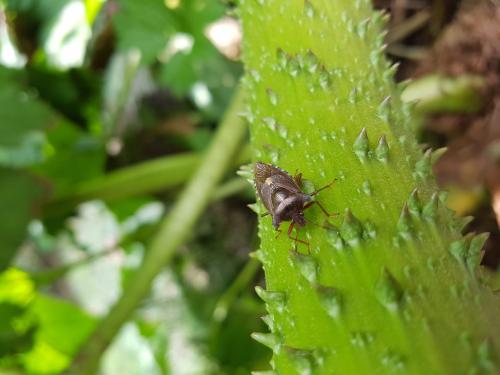 Pentatoma rufipes