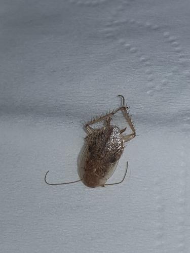 Planuncus vinzi