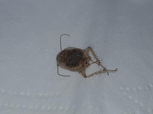 Planuncus vinzi