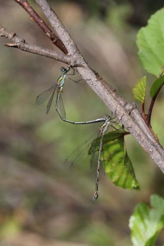 Lestes parvidens