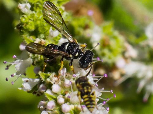 Cerceris rubida