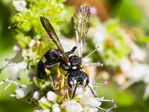 Réf. 189 022 : Cerceris rubida