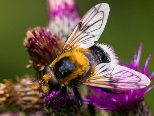 Volucella bombylans