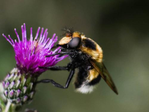 Volucella bombylans
