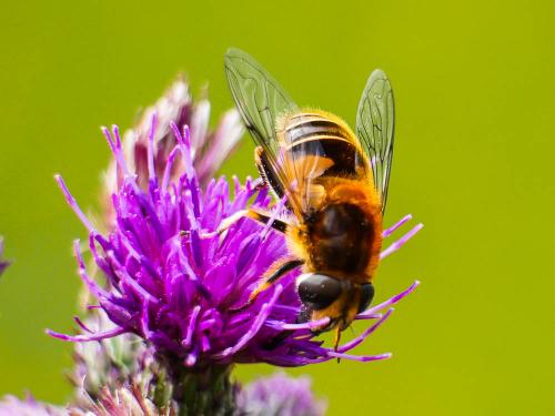 Eristalis jugorum