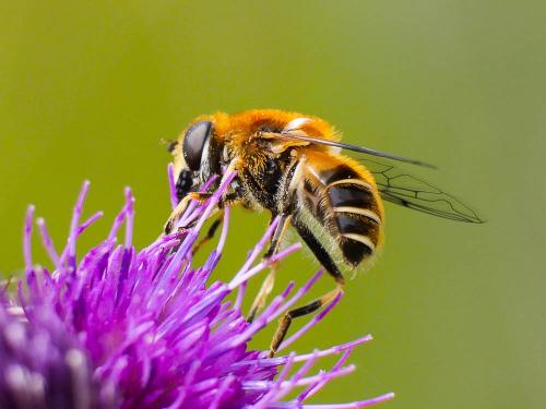 Eristalis jugorum