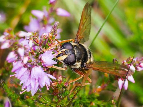 Réf. 189 477 : Sericomyia silentis