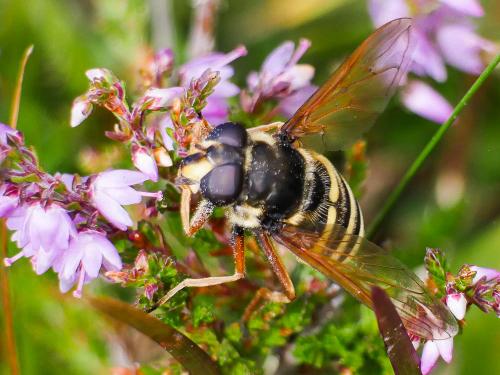 Sericomyia silentis
