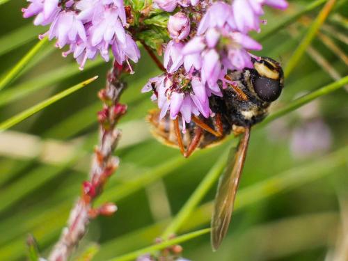 Sericomyia silentis