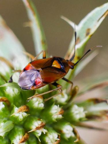 Réf. 189 638 : Deraeocoris ruber