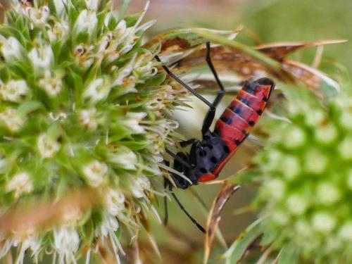 Lygaeus sp.