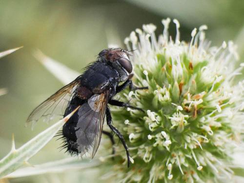 Onychogonia flaviceps