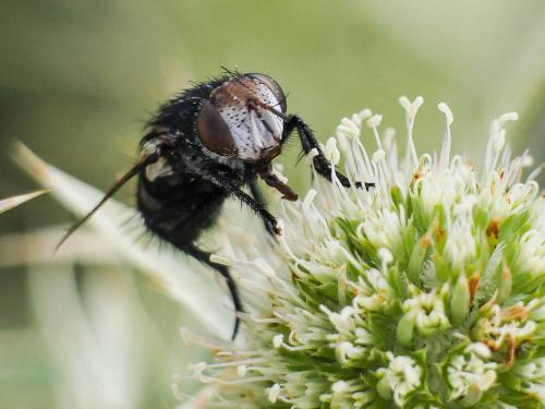 Onychogonia flaviceps