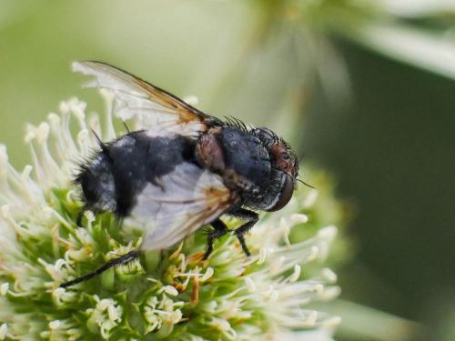 Onychogonia flaviceps