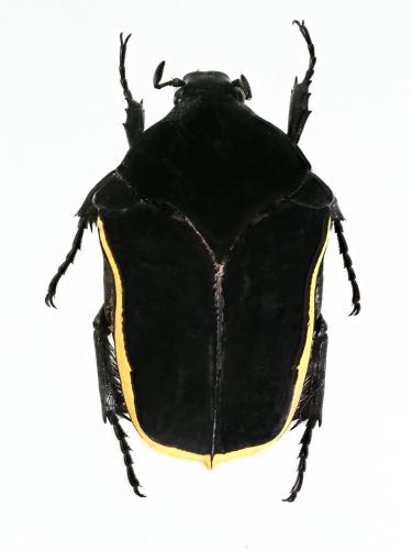 Gymnetis holosericea