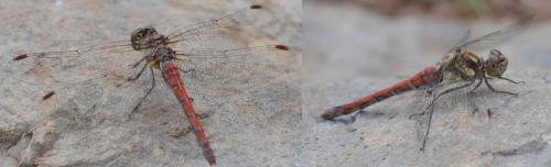 Sympetrum striolatum