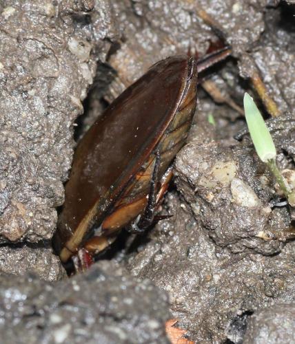 Cybister lateralimarginalis