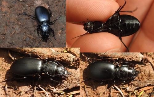 Broscus crassimargo
