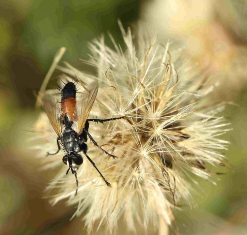 Réf. 189 078 : Cylindromyia sp.