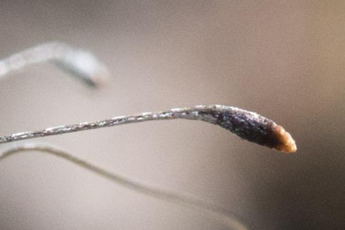 Leptidea sp.
