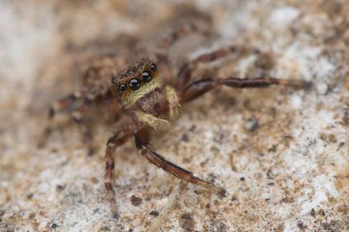 Réf. 189 667 : Pseudeuophrys vafra